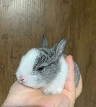 Mini coelho 