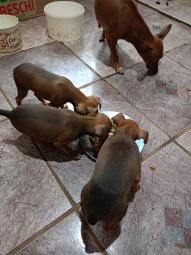 Filhotes de pinscher