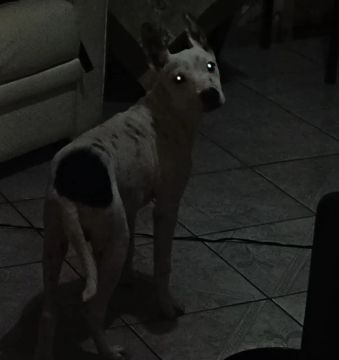 Cachorro disponível para adoção