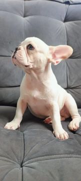 Filhote de Bulldog Francês exótico 