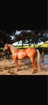 Cavalo Quarto de Milha - Competição/ Laço.