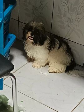 Cachorro chist