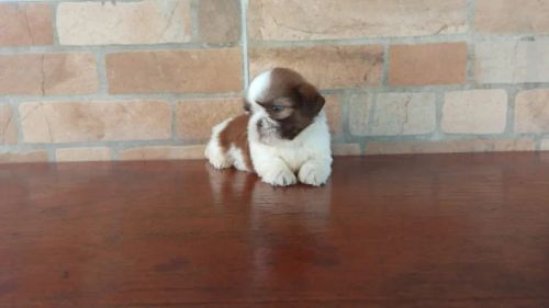 Filhotes de Shih Tzus disponíveis - Machos com preços promocionais. 