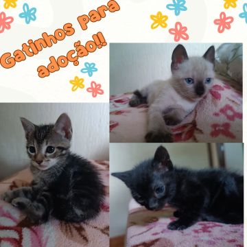 Gatos para adoção responsável 
