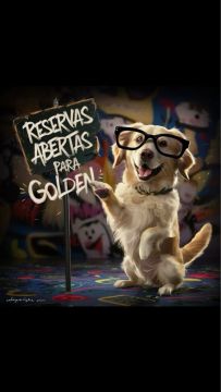 Golden Retriever com óculos de sol - Reservas Abertas