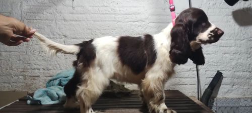 Filhote Springer Spaniel Inglês