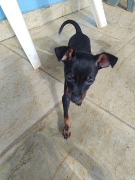 filhote de Pinscher número 1