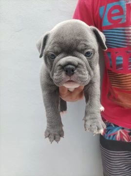American Bully filhotes disponiveis com primeira vacina v8 