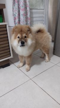 Chow Chow Doação 