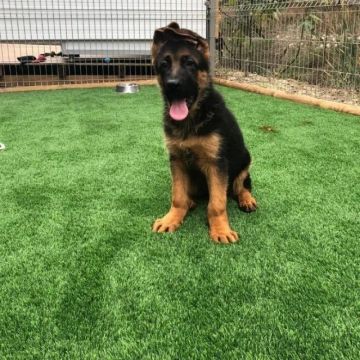 Pastor Alemão Filhote: O Cão Perfeito para Guardar e Amar Sua Família!