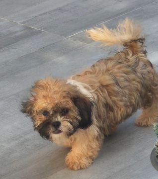 Filhote Shih Tzu