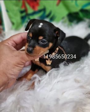 Pinscher  minis 0 e 00