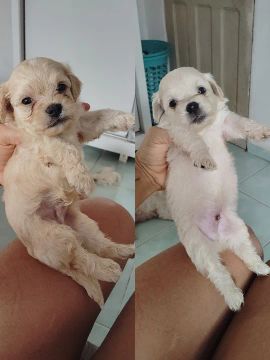 Filhotes de poodle 