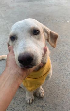 Resgatado e para adoção responsável 