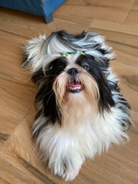 Procuro namorada Shih tzu 