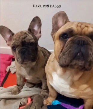 Buldogue Merlin tigrado 1000