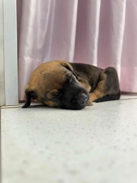 Dia se filhote de cachorro 50 dias 