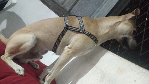 Cachorro para adoção