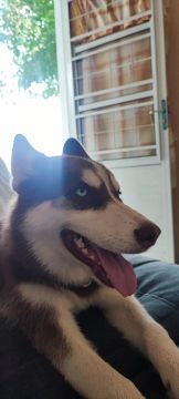 Vendo husky siberiano 