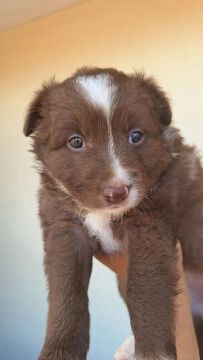 Filhote de Border Collie marrom e Branco