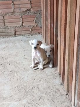 Dois filhotes de cachorro Pit Bull 2 meses, já vermifugados.