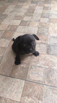 Filhote de American Bully