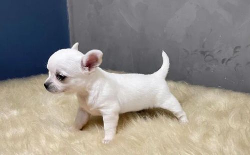 chihuahua macho lindissimo 