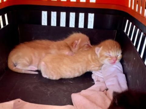 gatos para adoção responsável 
