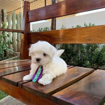 Filhotes de maltês - lindos e carinhosos - vacina importada - pedigree - boleto