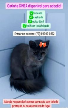 GATA CINZA CASTRADA
