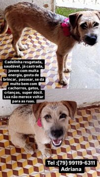 Cadelinha castrada doação 