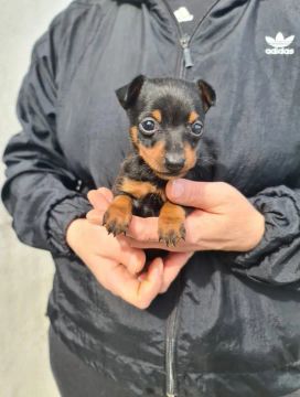 Pinscher machinho na cor chocolate com 51 dias vacinado e pedigree- Alberto