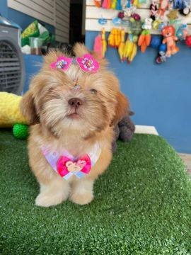 Shih Tzu Fêmea - Lindinha e Brincalhona!