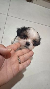 Filhotes de Shih Tzu lindos e dócil!