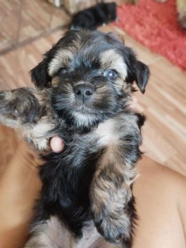 Filhote de poodle com yorkshire macho