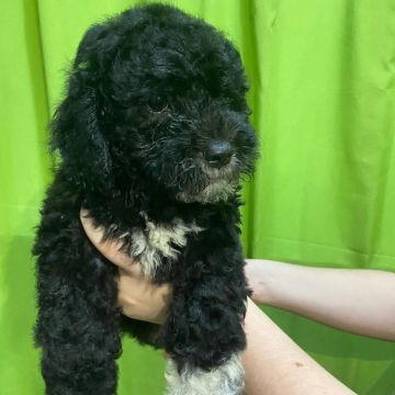 Filhote de Poodle