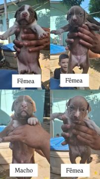 Filhotes de APBT/ Pitbull 