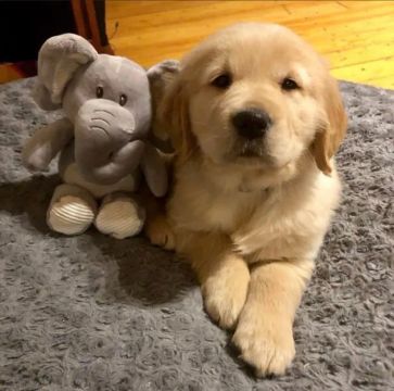 Golden Retriever: Companheirismo 