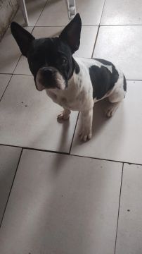 Filhote de Bulldog Francês disponível