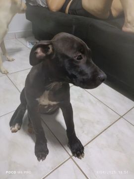 Troco filhote de Pitt Bull por filhote de porte pequeno