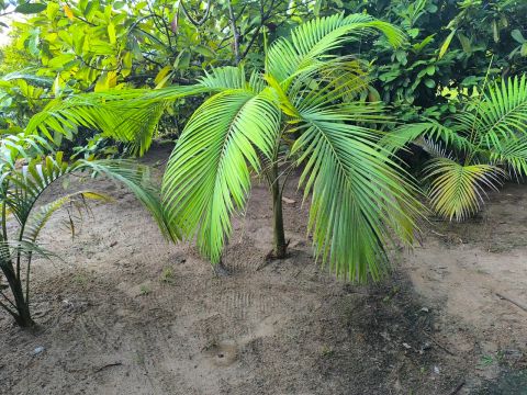 Palmeira para jardim
