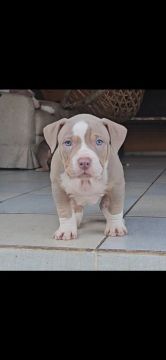 Filhote Brazilian Bull / American Bully XL / Pit Monster
