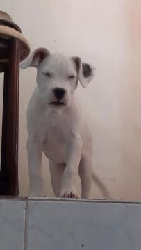 Dogo argentino 