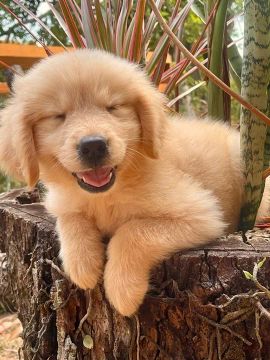 Golden Retriever Perfeitos , Parcelamos pra você