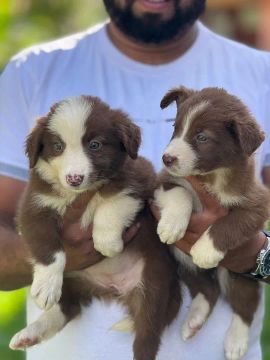 Border Collie fêmeas com pedigree 