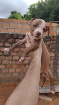 Filhote de Pitbull fêmea 