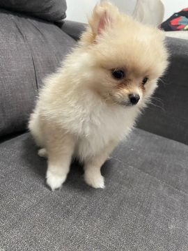 Lulu da pomerania fêmea 