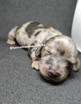 Filhote de Dachshund Miniatura pelo longo 