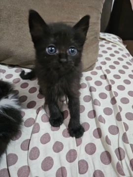 Gatos abandonados 