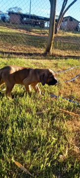 Filhotes de Fila Brasileiro